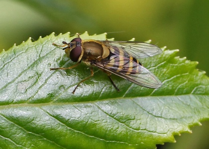 Syrphus sp possibly S. rectus, female, Alan Prowse
